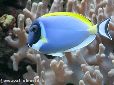 Wei�kehldoktor - Acanthurus leucosternon 